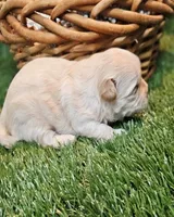 Nickers, a male Havamalt for sale in Penrose, CO – Photo 6 of 10