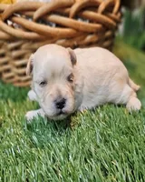 Nickers, a male Havamalt for sale in Penrose, CO – Photo 9 of 10