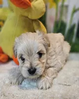 sNickers, a male Havamalt for sale in Penrose, CO – Photo 3 of 10