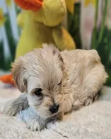 sNickers, a male Havamalt for sale in Penrose, CO – Photo 4 of 10