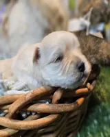 Nickers, a male Havamalt for sale in Penrose, CO – Photo 8 of 10