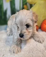 sNickers, a male Havamalt for sale in Penrose, CO – Photo 10 of 10