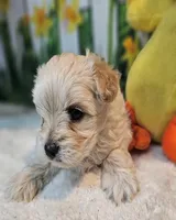 sNickers, a male Havamalt for sale in Penrose, CO – Photo 9 of 10