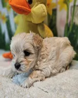 sNickers, a male Havamalt for sale in Penrose, CO – Photo 2 of 10