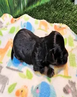 Frannie, a female Yorkipoo for sale in Penrose, CO – 9 of 9