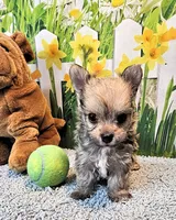 Oliver Olivia , a male Maltese and Yorkshire Terrier for sale in Penrose, CO – 6 of 6