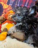 Orielle, a female Maltese and Morkie for sale in Penrose, CO – 6 of 6