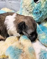Lil Peanut, a male Maltese and Poodle - Toy  for sale in Penrose, CO – 9 of 10