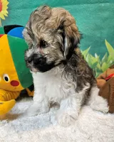 Lil Peanut, a male Maltese and Poodle - Toy  for sale in Penrose, CO – 9 of 9