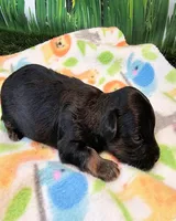 Frannie, a female Yorkipoo for sale in Penrose, CO – 6 of 9