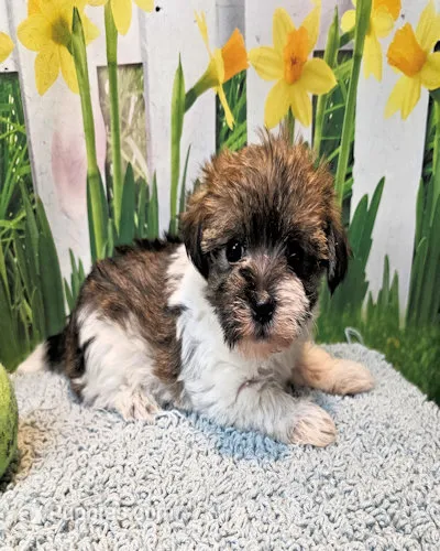 Maltipoo baby Saywer – Maltese, Poodle - Toy  puppy for sale in Penrose, CO