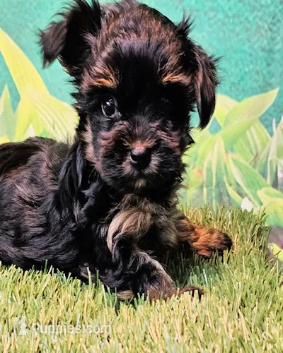 Flora – Yorkipoo puppy for sale in Penrose, CO