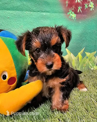 Farley – Yorkshire Terrier puppy for sale in Penrose, CO