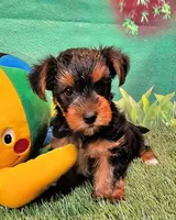 Farley, a male Yorkshire Terrier for sale in Penrose, CO – 1 of 10