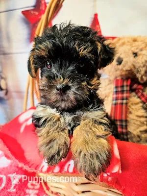 Yorkiepoo pup – Yorkipoo, Yorkshire Terrier puppy for sale in Penrose, CO
