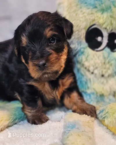 Fraiser – Yorkshire Terrier puppy for sale in Penrose, CO