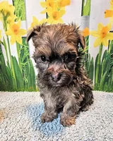 Oliver, a male Maltese and Morkie for sale in Penrose, CO – 5 of 6