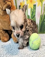 Oliver Olivia , a male Maltese and Yorkshire Terrier for sale in Penrose, CO – 1 of 6