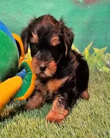 Fraiser, a male Yorkshire Terrier for sale in Penrose, CO – 4 of 10