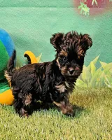 Yorkiepoo pup, a male Yorkipoo and Yorkshire Terrier for sale in Penrose, CO – 8 of 10