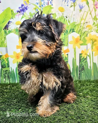 Fraiser – Yorkshire Terrier puppy for sale in Penrose, CO