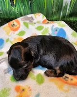 Frannie, a female Yorkipoo for sale in Penrose, CO – 5 of 9