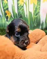 Felix, a male Yorkipoo and Yorkshire Terrier for sale in Penrose, CO – 3 of 10