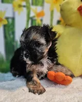 Sherlock `, a male Havamalt for sale in Penrose, CO – Photo 4 of 10