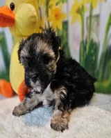 Sherlock `, a male Havamalt for sale in Penrose, CO – Photo 10 of 10