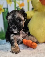 Sherlock `, a male Havamalt for sale in Penrose, CO – Photo 5 of 10