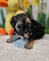 Sherlock `, a male Havamalt for sale in Penrose, CO – Photo 3 of 10