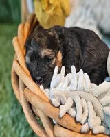 Sherman, a male Havamalt for sale in Penrose, CO – Photo 7 of 10