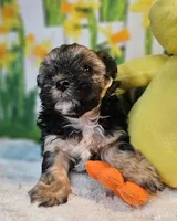 Sherlock `, a male Havamalt for sale in Penrose, CO – Photo 8 of 10