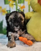 Sherlock `, a male Havamalt for sale in Penrose, CO – Photo 6 of 10