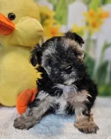 Sherlock `, a male Havamalt for sale in Penrose, CO – Photo 2 of 10