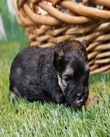Sherman, a male Havamalt for sale in Penrose, CO – Photo 9 of 10
