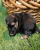 Sherman, a male Havamalt for sale in Penrose, CO – Photo 10 of 10