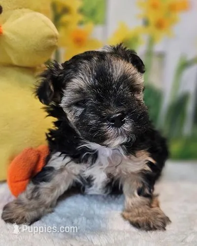 Sherlock ` – Havamalt puppy for sale in Penrose, CO