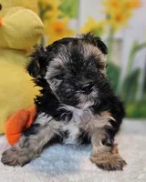 Sherlock `, a male Havamalt for sale in Penrose, CO – Photo 1 of 10