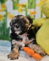 Sherlock `, a male Havamalt for sale in Penrose, CO – Photo 7 of 10