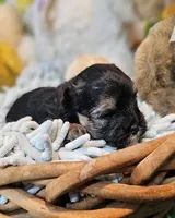 Sherman, a male Havamalt for sale in Penrose, CO – Photo 2 of 10