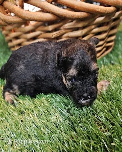 Sherman – Havamalt puppy for sale in Penrose, CO