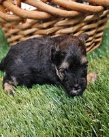 Sherman, a male Havamalt for sale in Penrose, CO – Photo 1 of 10