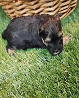 Sherman, a male Havamalt for sale in Penrose, CO – Photo 5 of 10