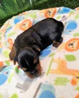Fraiser, a male Yorkshire Terrier for sale in Penrose, CO – 4 of 7
