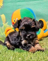 Flora, a female Yorkipoo for sale in Penrose, CO – 9 of 10
