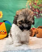 Lil Peanut, a male Maltese and Poodle - Toy  for sale in Penrose, CO – 6 of 9