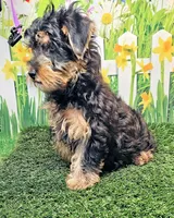 Fraiser, a male Yorkshire Terrier for sale in Penrose, CO – 5 of 8