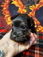 Yorkipoo baby!, a female Yorkshire Terrier and Poodle - Toy  for sale in Penrose, CO – 10 of 10