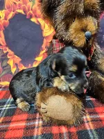 Yorkipoo baby!, a female Yorkshire Terrier and Poodle - Toy  for sale in Penrose, CO – 5 of 10